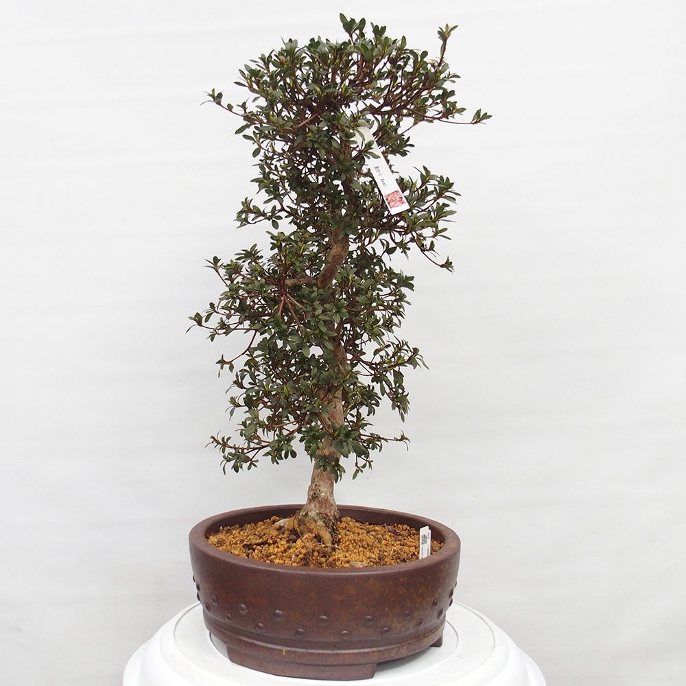 Bonsai zewnętrzne - Azalia japońska - Azalia Akari