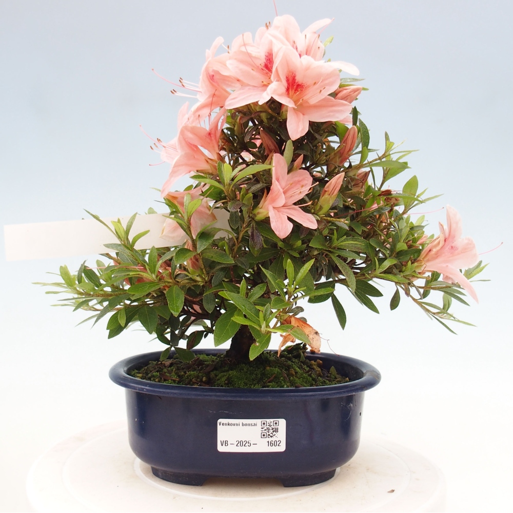 Bonsai ogrodowe - azalia japońska - Azalea Nikko