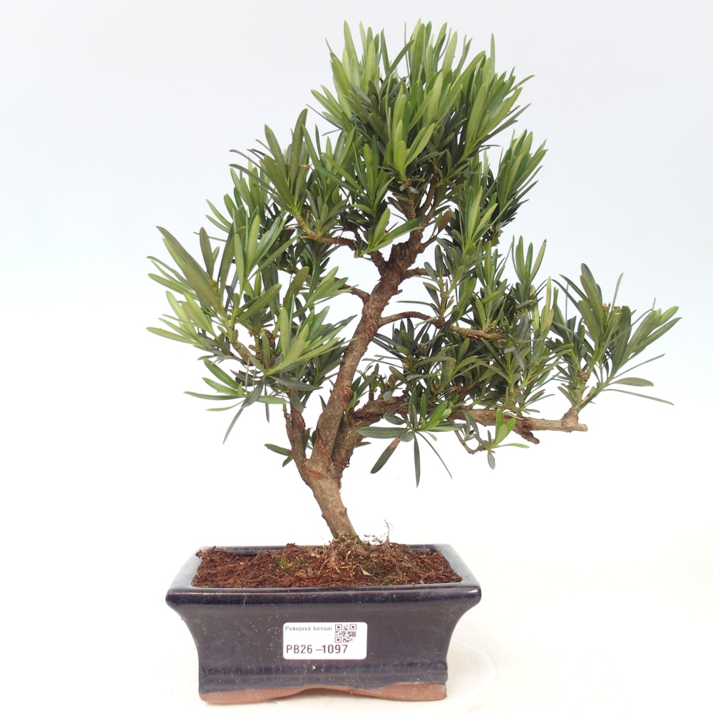 Pokój bonsai - Podocarpus - Kamienny cis