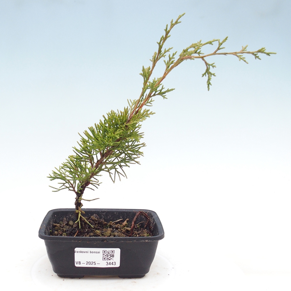 Outdoor bonsai - Juniperus chinensis Itoigawa