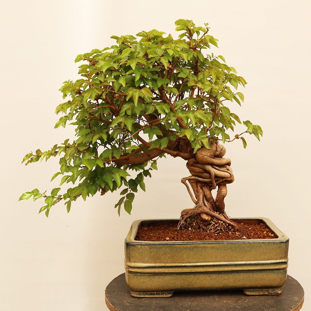 Bonsai plenerowe - Carpinus Coreana - grab koreański