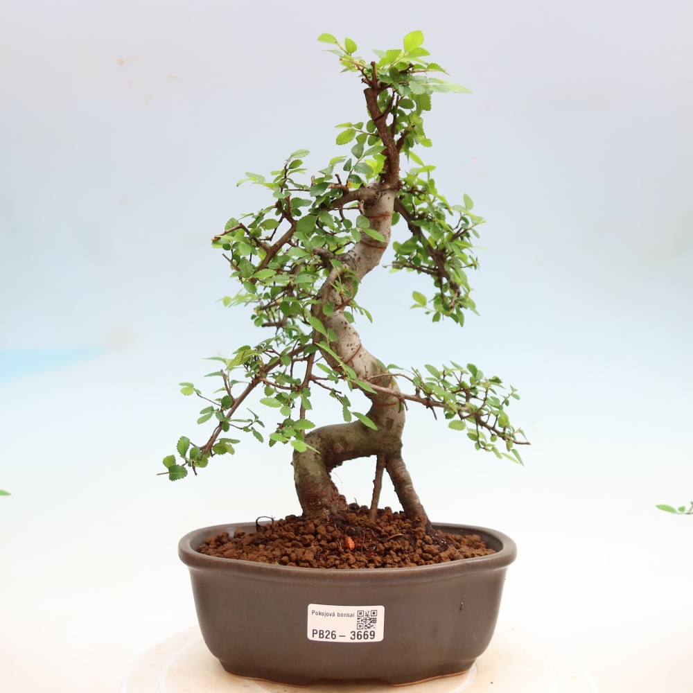 Pokój bonsai - Ulmus parvifolia - Wiąz drobnolistny