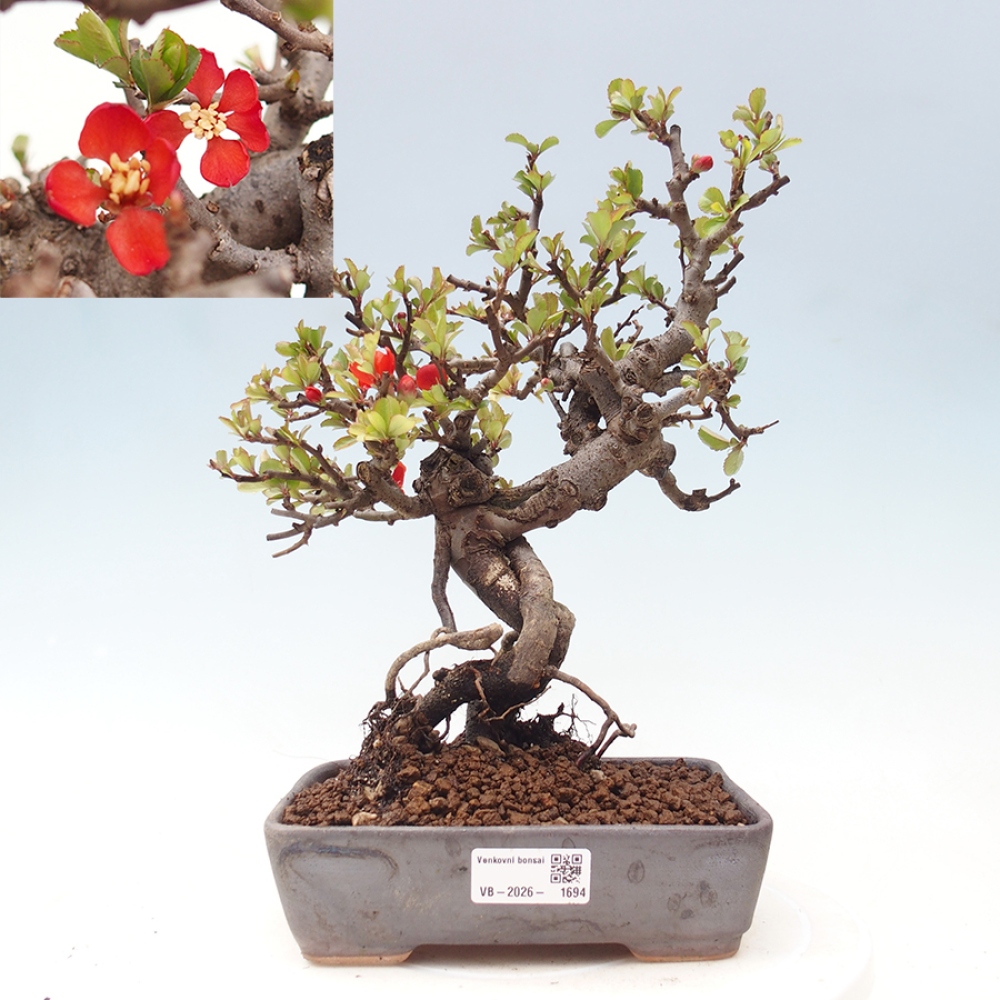 Bonsai zewnętrzne - Chaneomeles speciosa - Pigwa