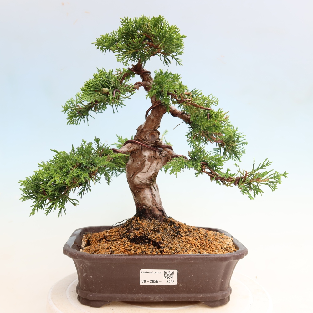 Bonsai ogrodowe – Juniperus chinensis Itoigawa – jałowiec chiński