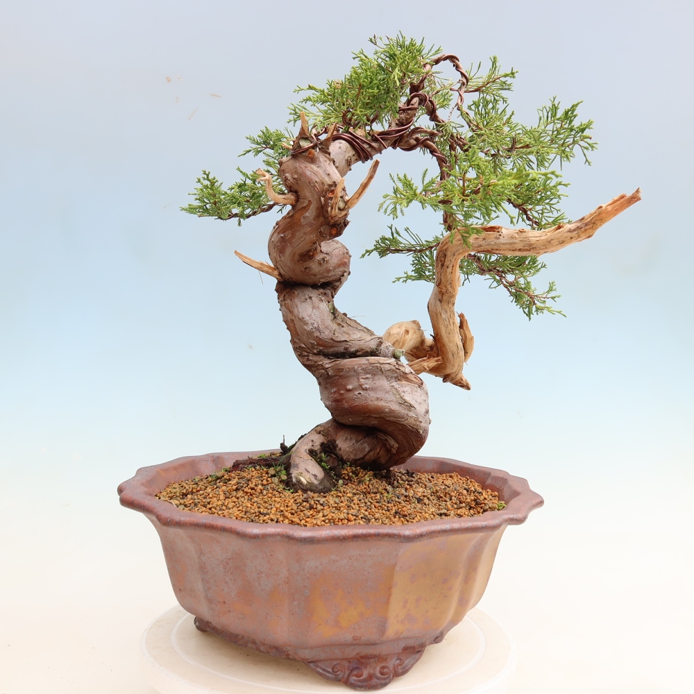 Bonsai ogrodowe – Juniperus chinensis Itoigawa – jałowiec chiński