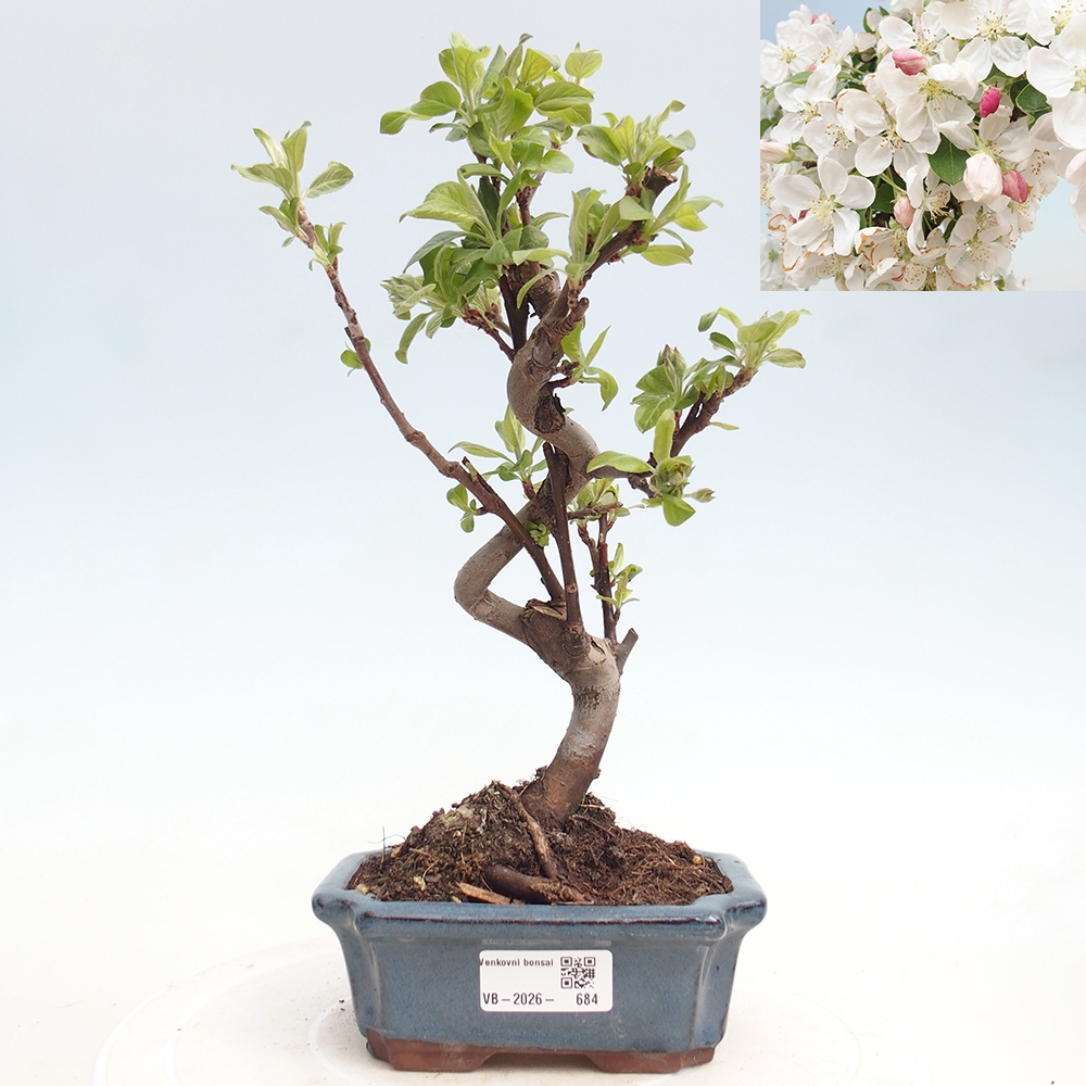 Outdoor bonsai - Malus halliana - Jabłoń drobnoowocowa