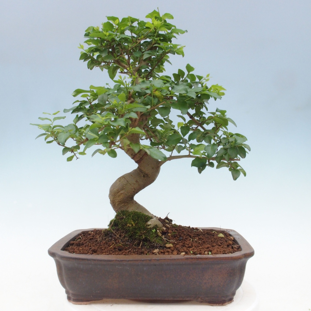 Kryte bonsai - Ligustrum chinensis - widok z lotu ptaka