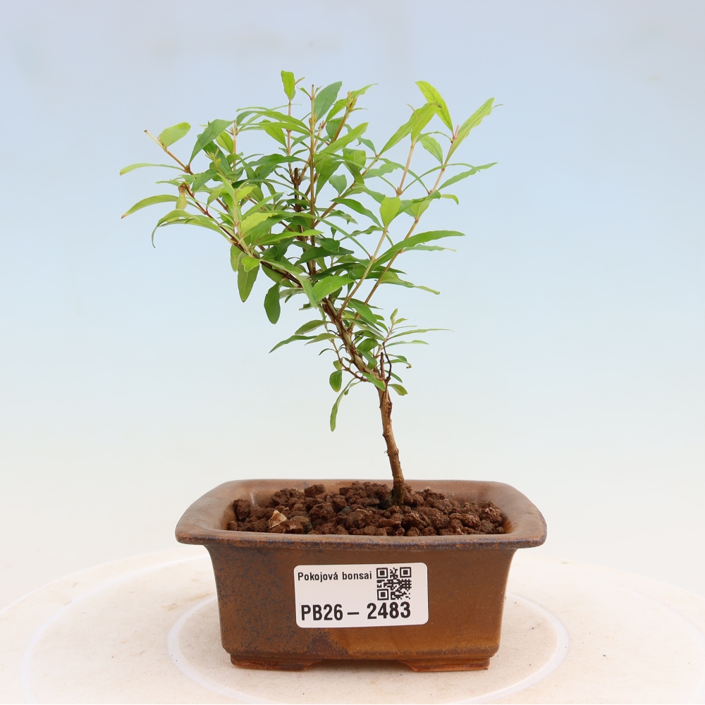 Pokój bonsai - PUNICA granatum nana - jabłko granatu