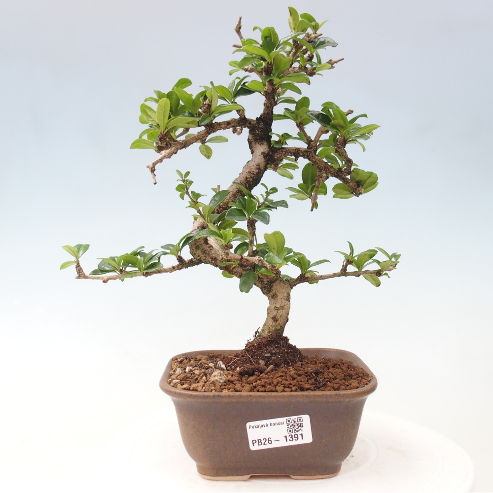 Bonsai pokojowe - Carmona macrophylla - Tea fuki