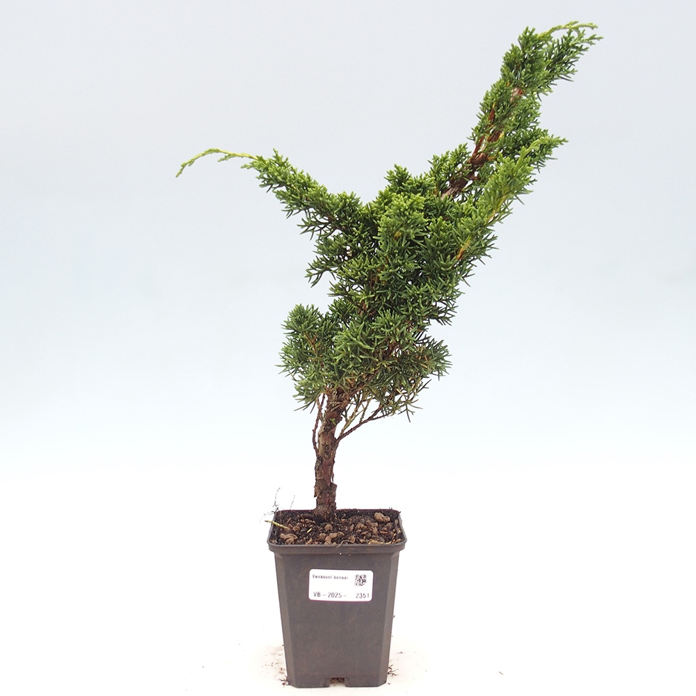 Outdoor bonsai - Juniperus chinensis Kishu - chiński jałowiec