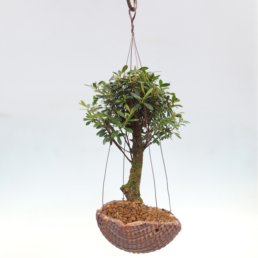 Kokedama w ceramice - Syzygium - Ziele angielskie