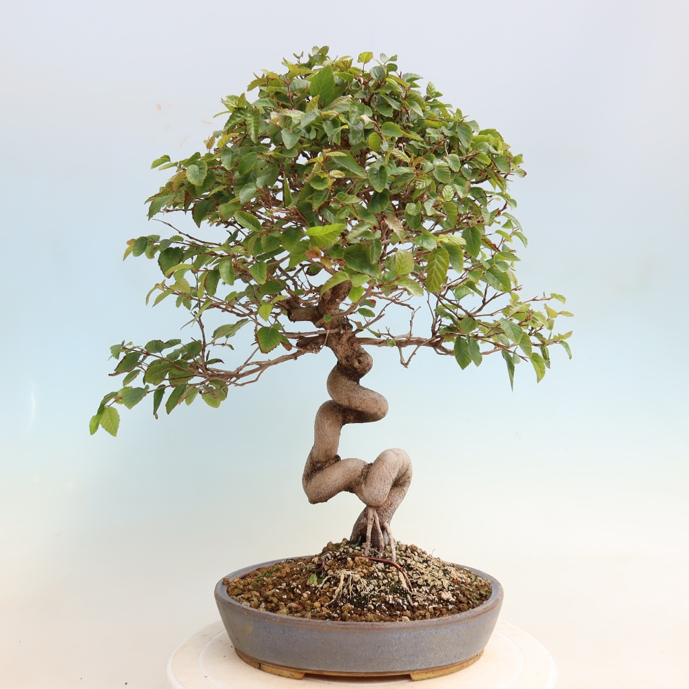 Outdoor bonsai - Carpinus CARPINOIDES - grab koreański