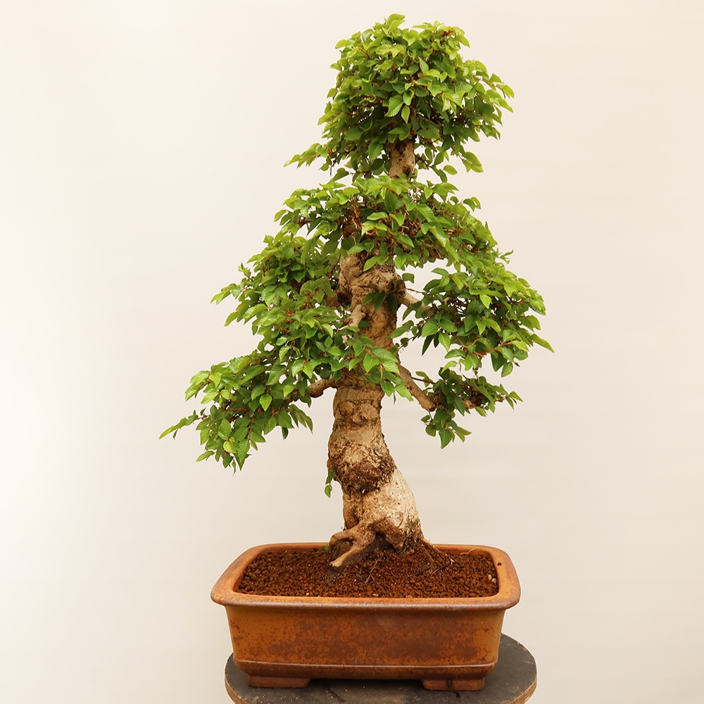 Bonsai plenerowe - Carpinus Coreana - grab koreański