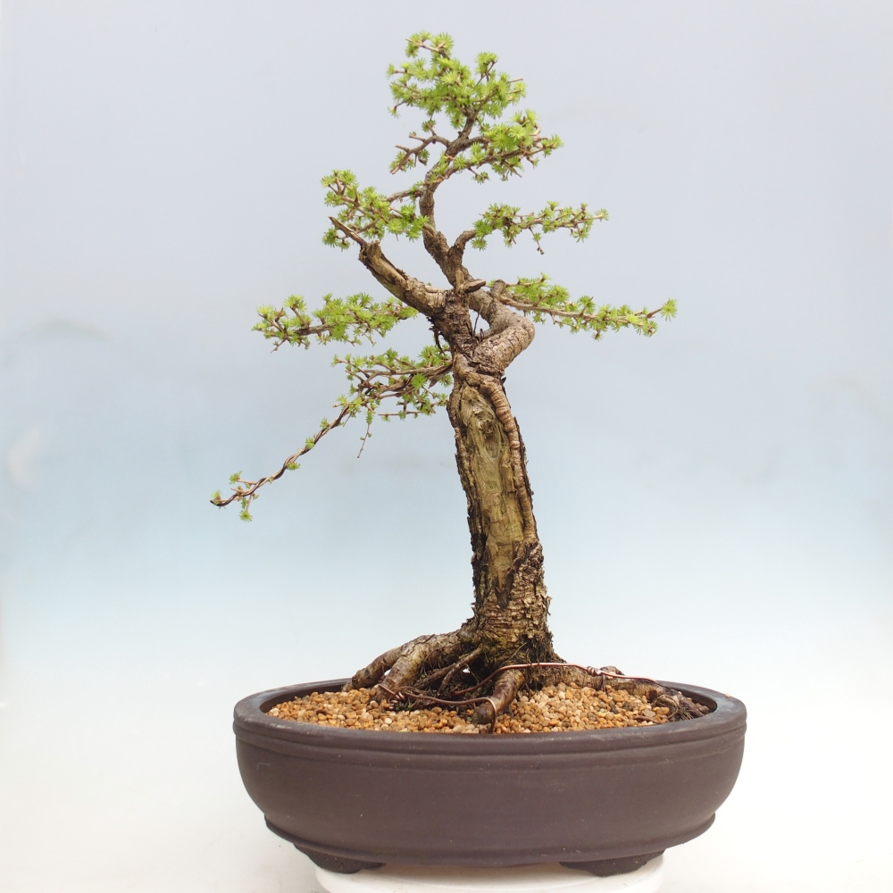 Outdoor bonsai -Larix decidua - Modrzew - Tylko transport paletowy