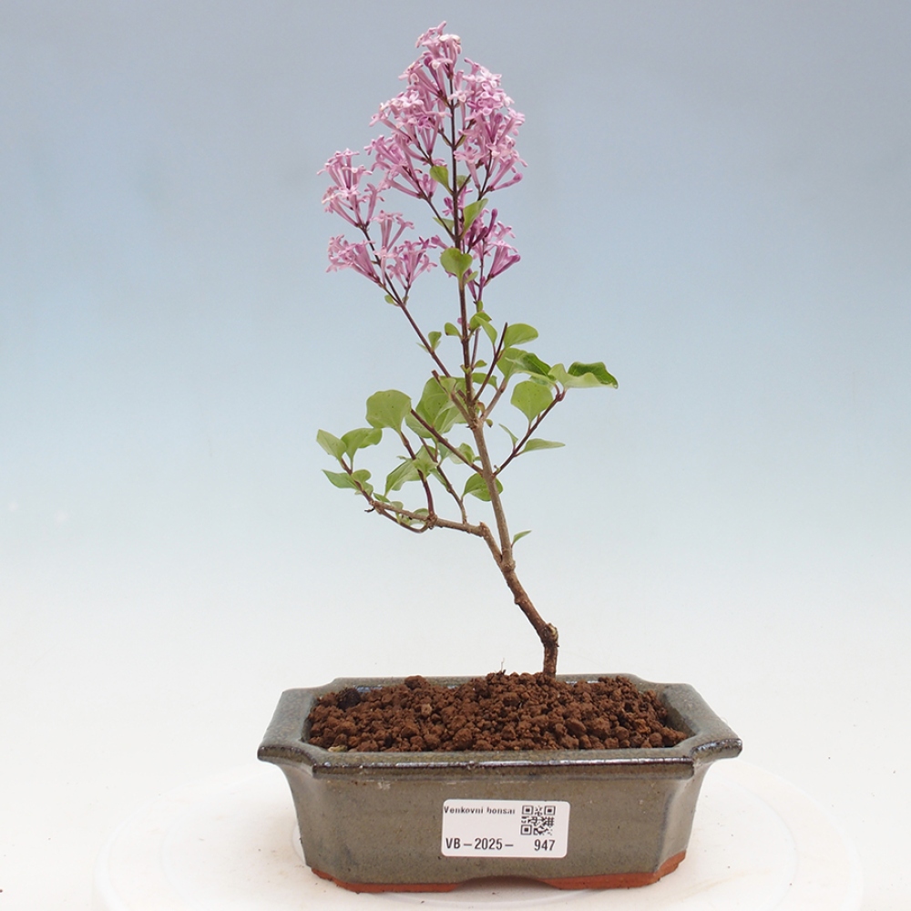 Bonsai zewnętrzne - Syringa Meyeri Palibin - Liliowy Meyera