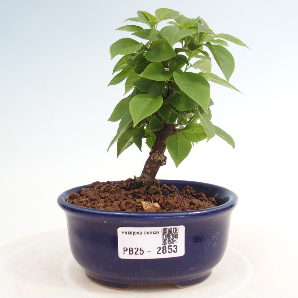 Bonsai do wnętrz - Bouganwilea