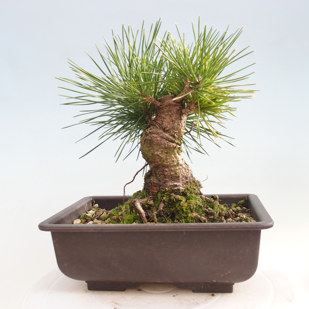Outdoor bonsai - Pinus thunbergii - sosna Thunberga