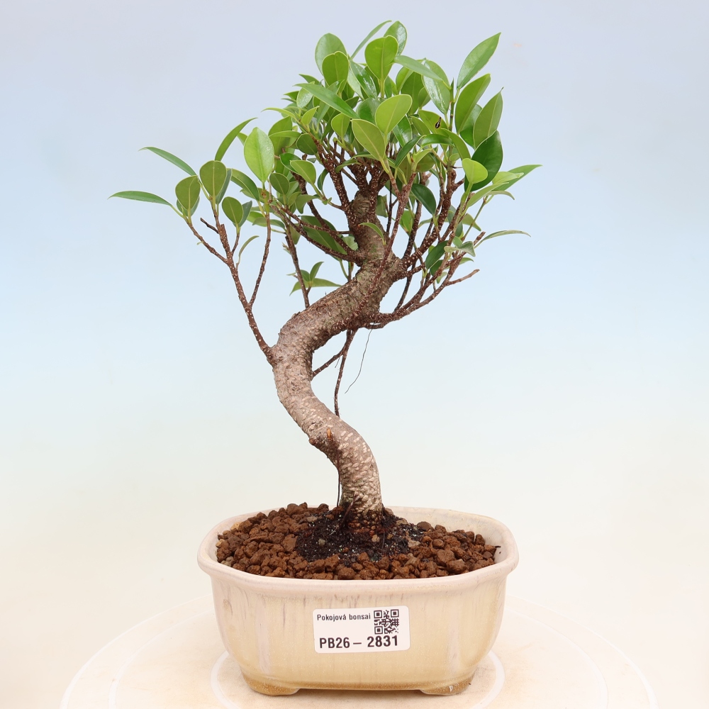Pokój bonsai - Ficus kimmen - figowiec drobnolistny