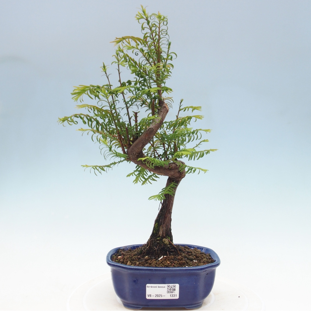 Outdoor bonsai - Metasequoia glyptostroboides - chińskie metasekvoje