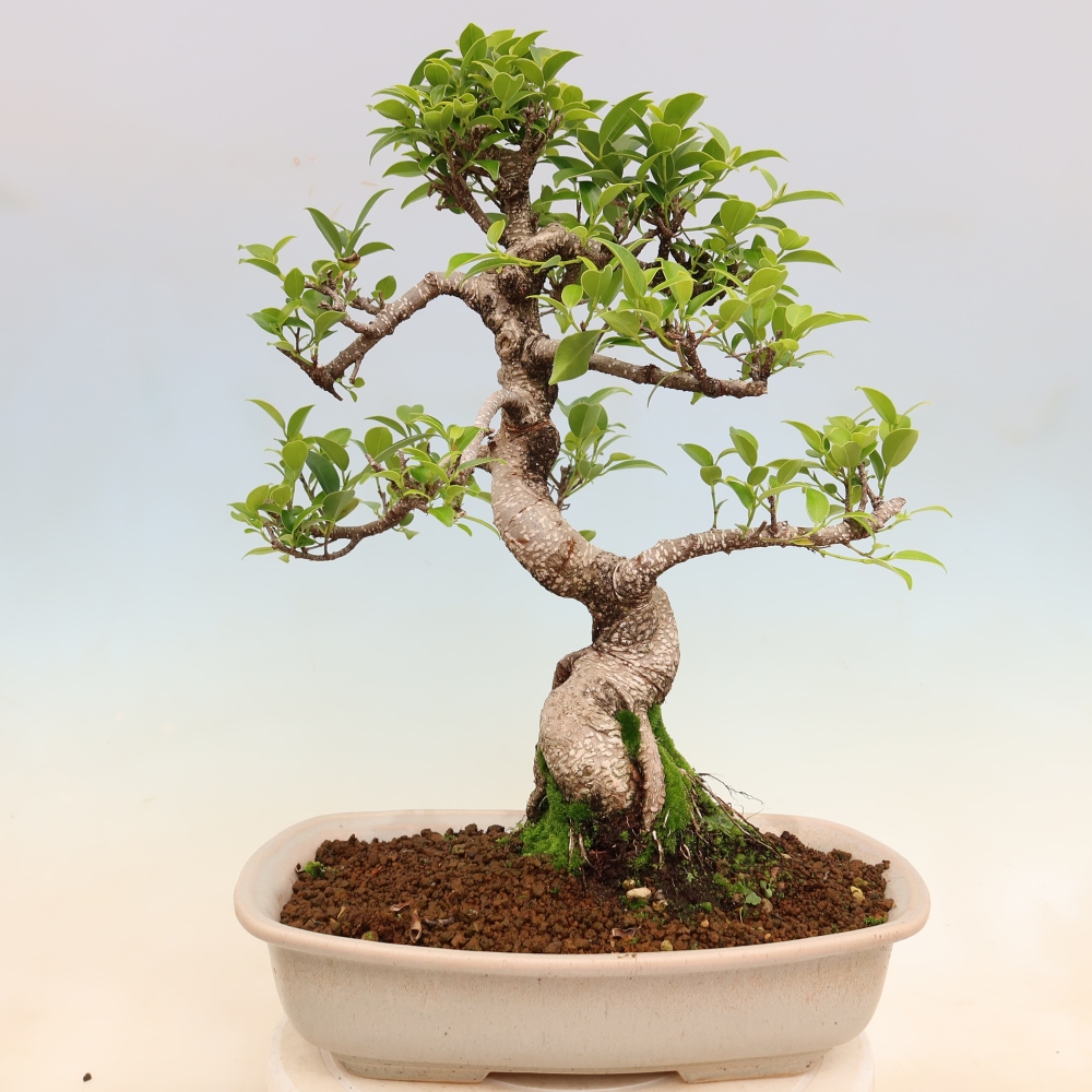 Pokój bonsai - Ficus kimmen - figowiec drobnolistny