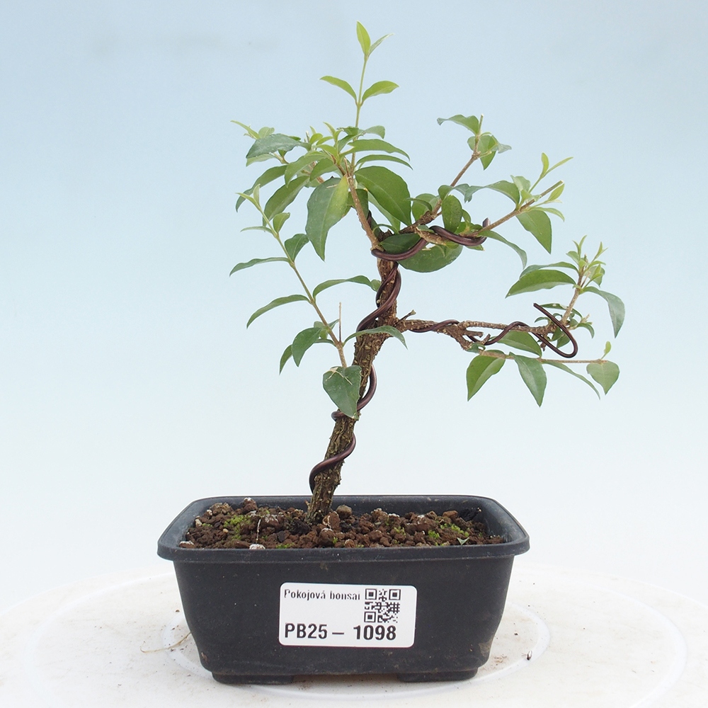 Bonsai pokojowe - Malpighia coccigera - Wiśnia Barbdorska
