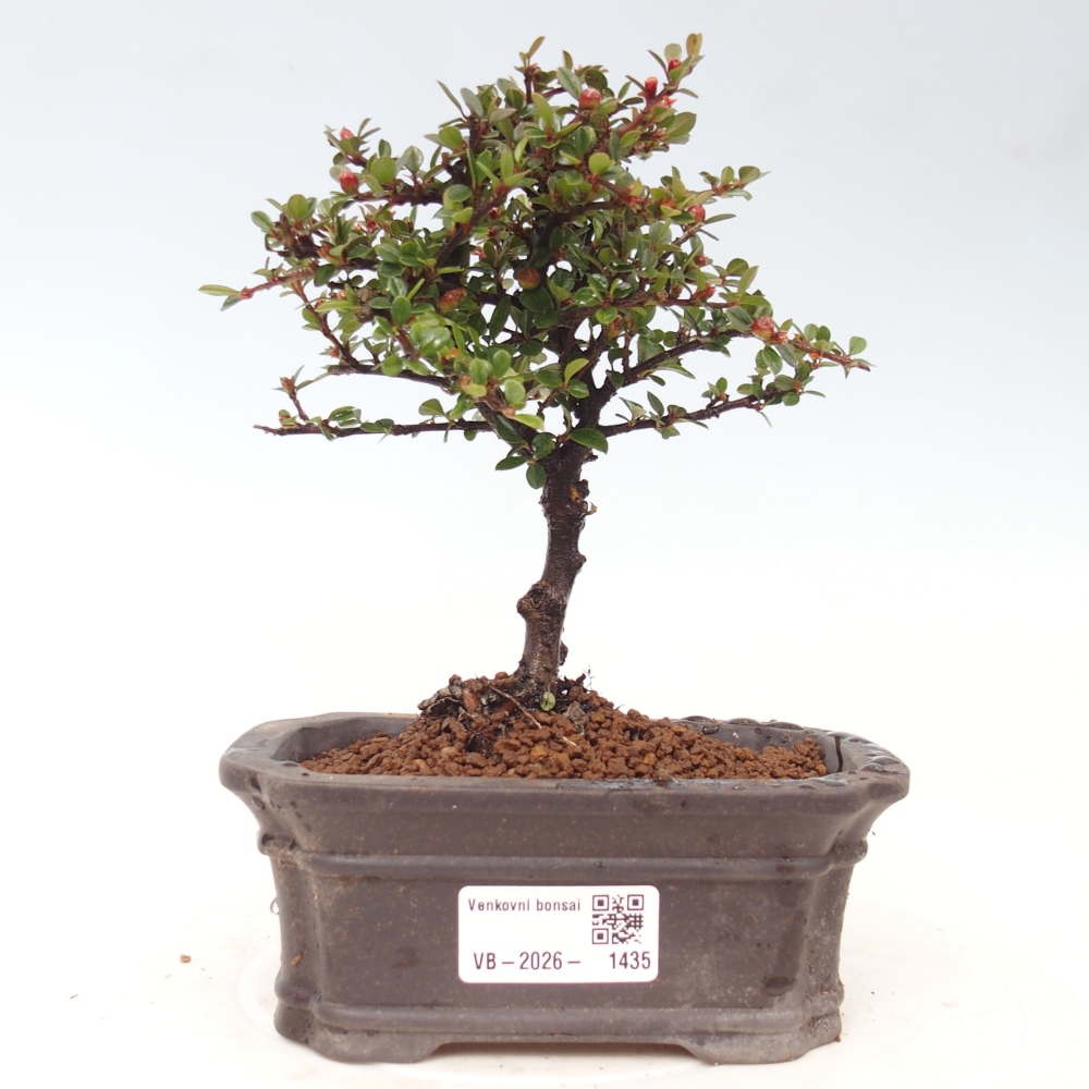 Outdoor bonsai - irga pozioma - Rocky Mountain