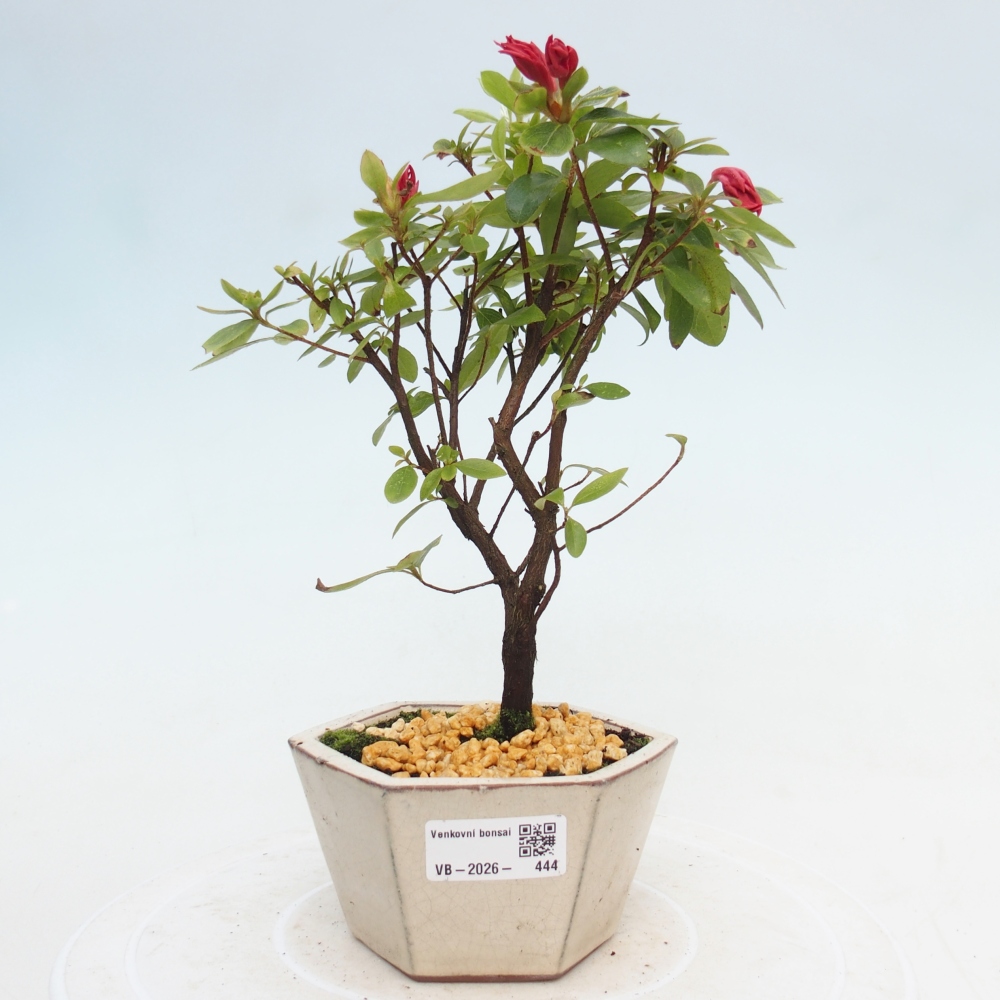 Outdoor bonsai - Azalia japońska - Azalea sp.