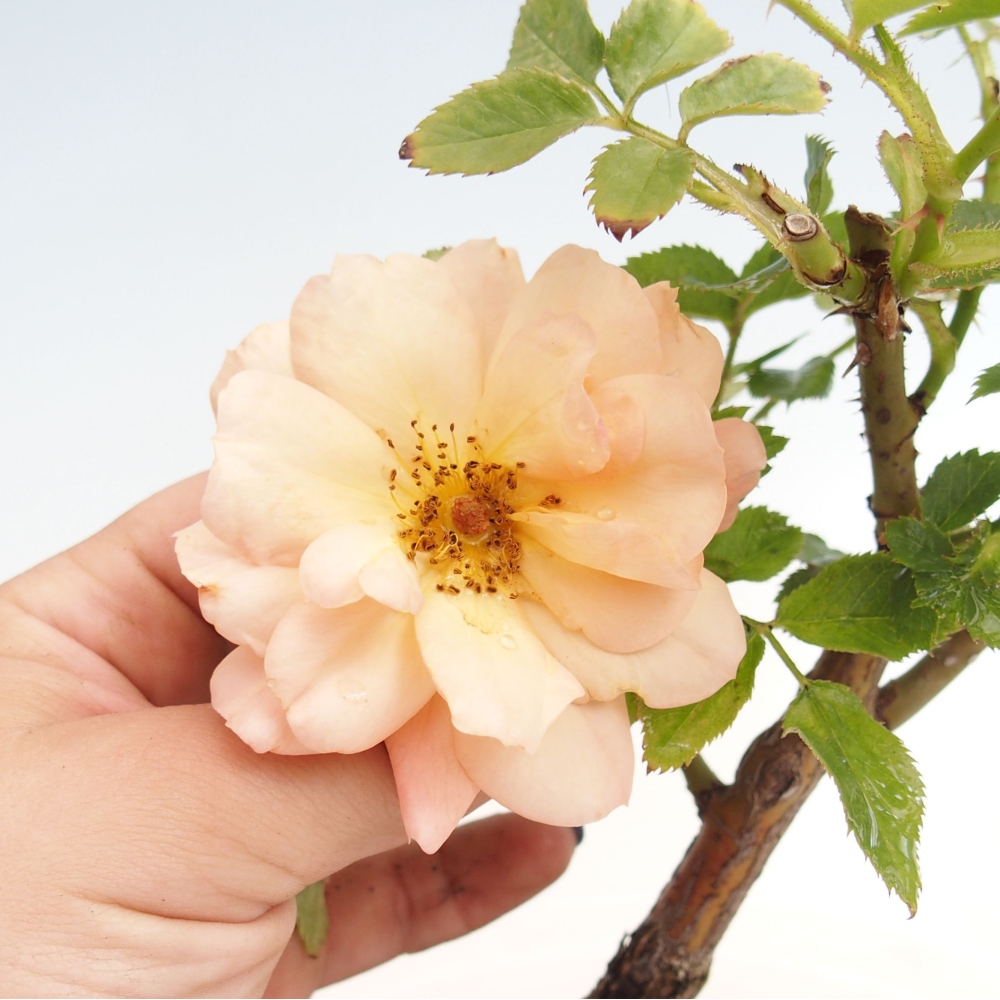 Bonsai na zewnątrz - Rosa Kordes - róża 