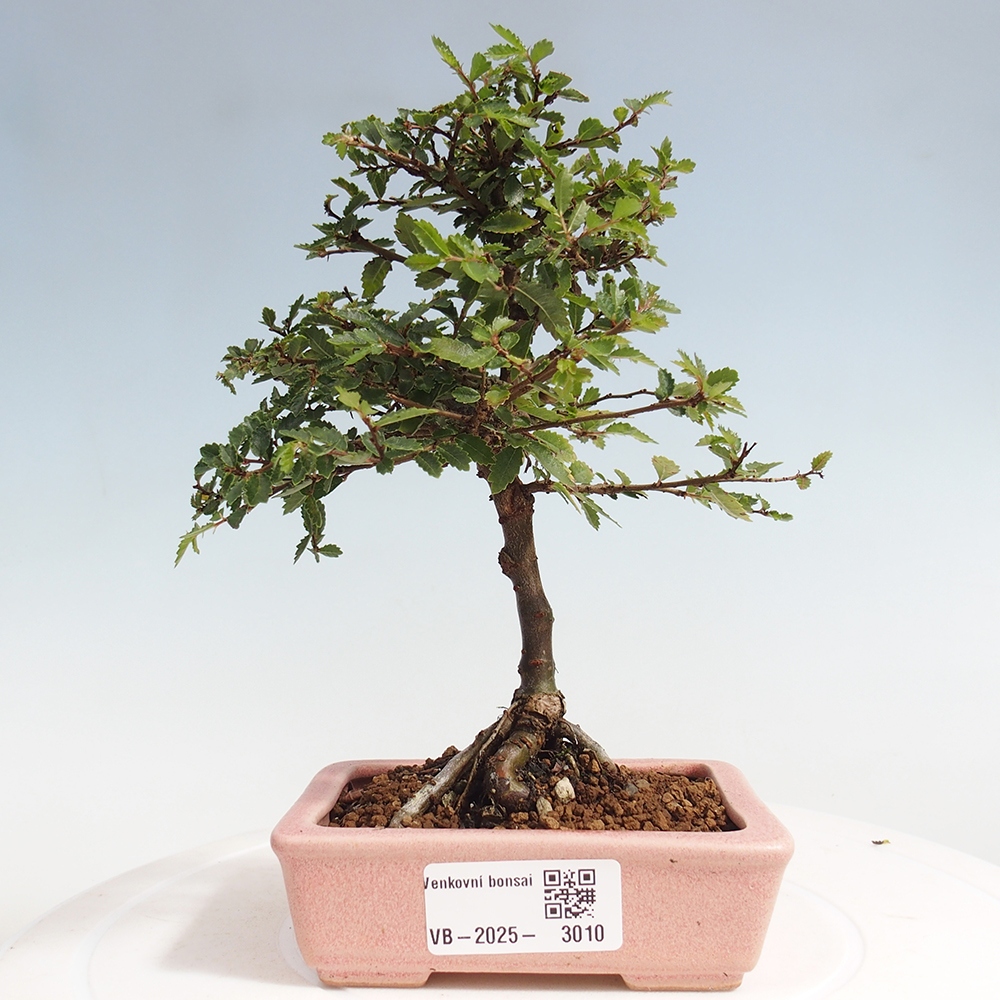 Bonsai zewnętrzne - Ulmus parvifolia Sagei - Wiąz drobnolistny