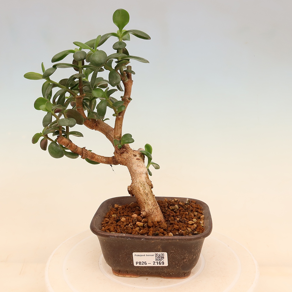 Pokój bonsai - Portulakaria Afra - Tlustice