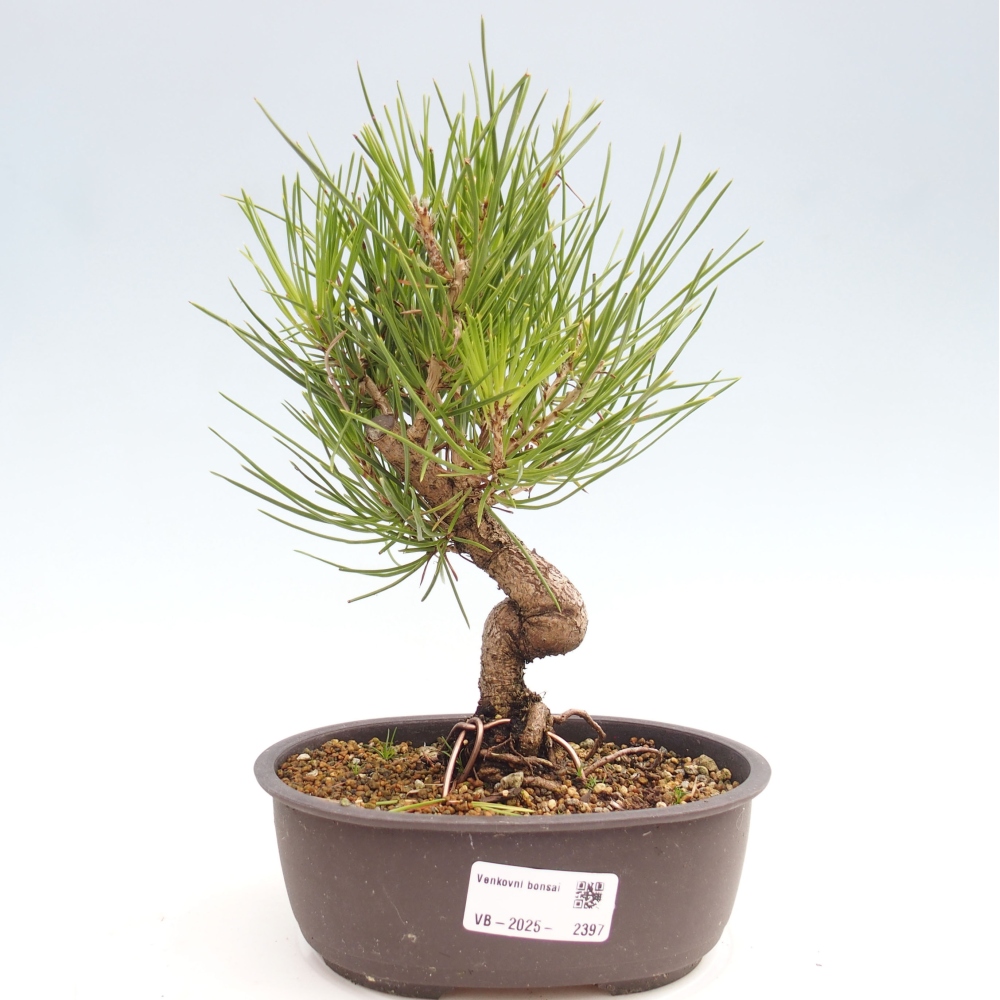 Bonsai ogrodowe - Pinus thunbergii - Sosna Thunbergia