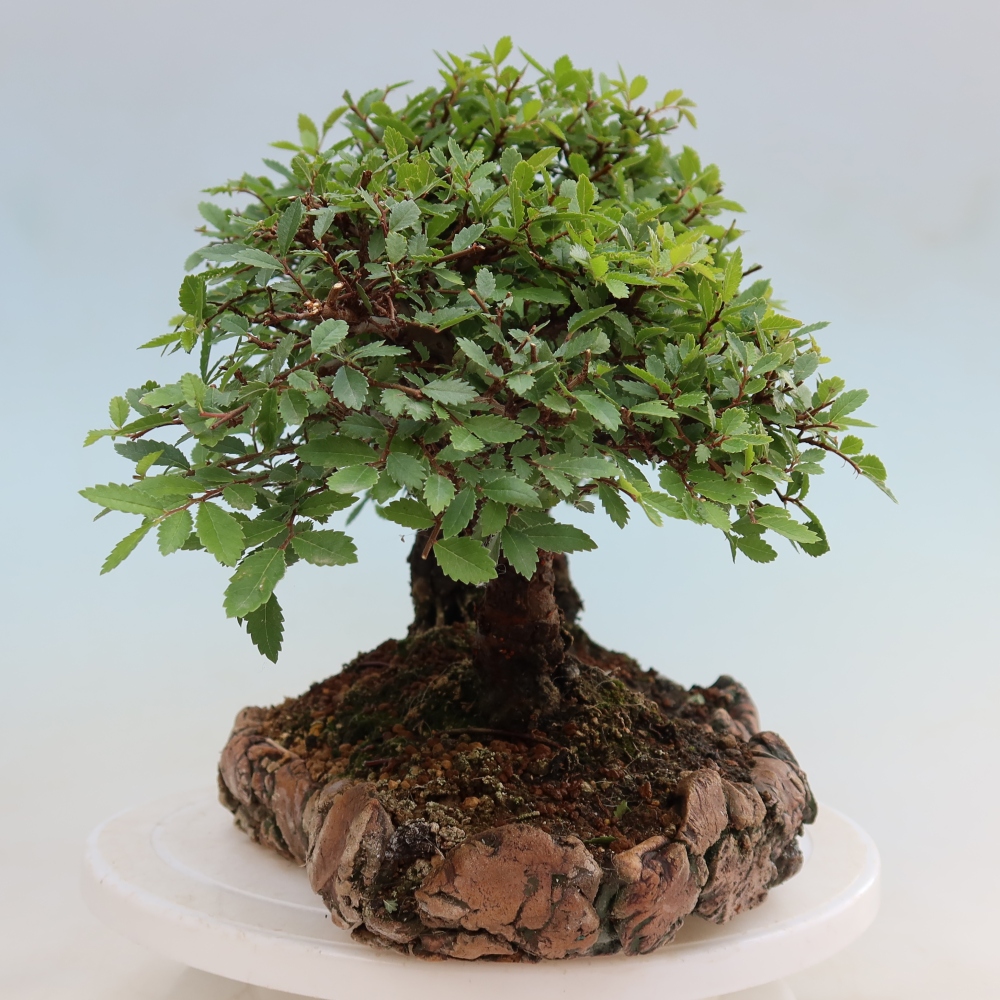 Bonsai ogrodowe – Zelkova – Zelkova NIRE – zagajnik