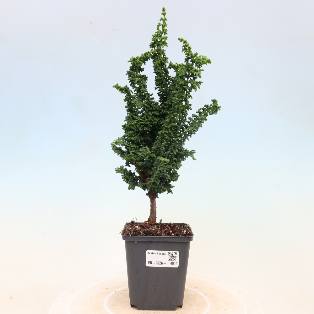 Bonsai zewnętrzne - Cham. obtusa SEKKA HINOKI - Cyprys