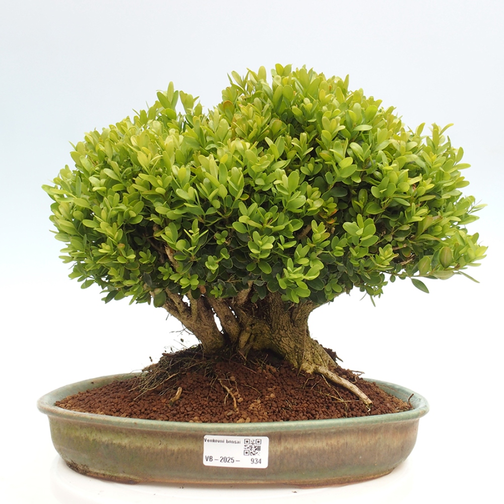 Bonsai ogrodowe - Buxus sempervirens - bukszpan