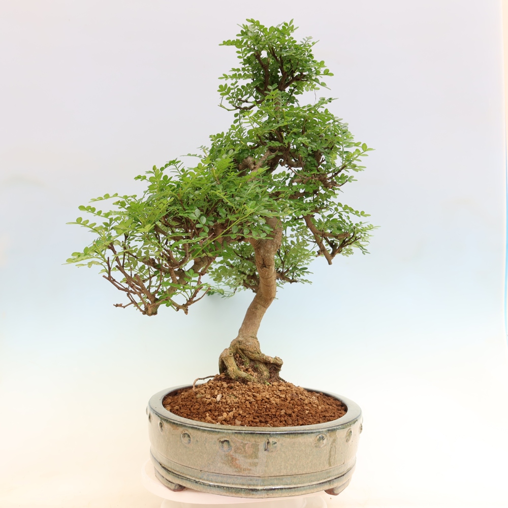 Pokój bonsai - Zantoxylum piperitum - drzewo pieprzowe