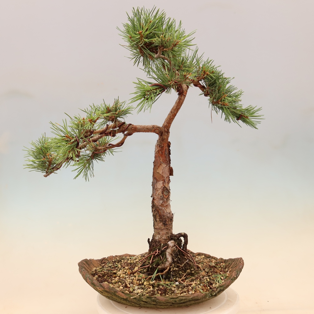 Bonsai ogrodowe – Pinus Sylvestris Watererri – sosna leśna