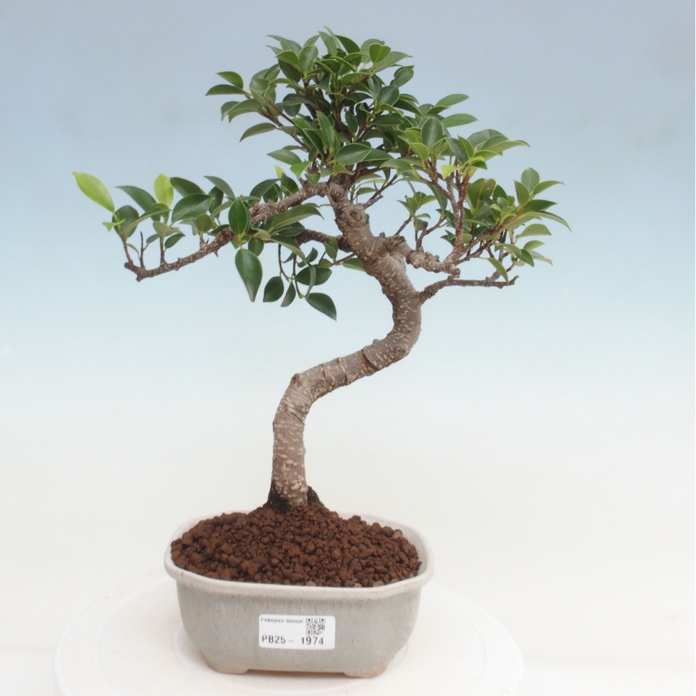 Kryty bonsai - Ficus retusa - figowiec drobnolistny