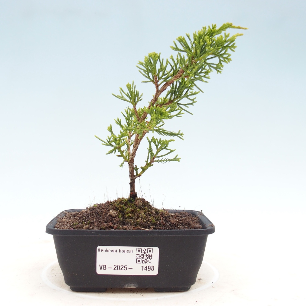 Outdoor bonsai - Juniperus chinensis Itoigawa - Jałowiec chiński