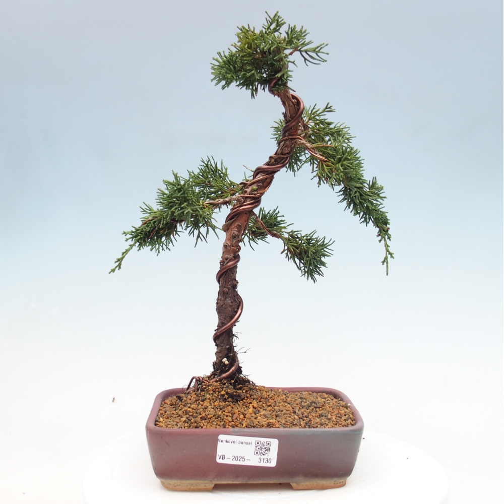 Bonsai zewnętrzne - Juniperus chinensis Kishu - Jałowiec chiński