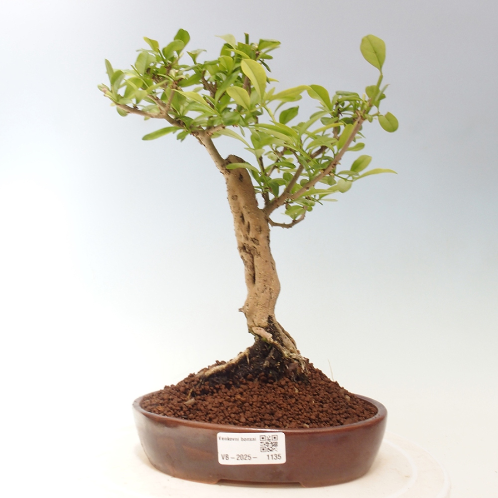 Outdoor bonsai - Prunus spinosa - tarnina