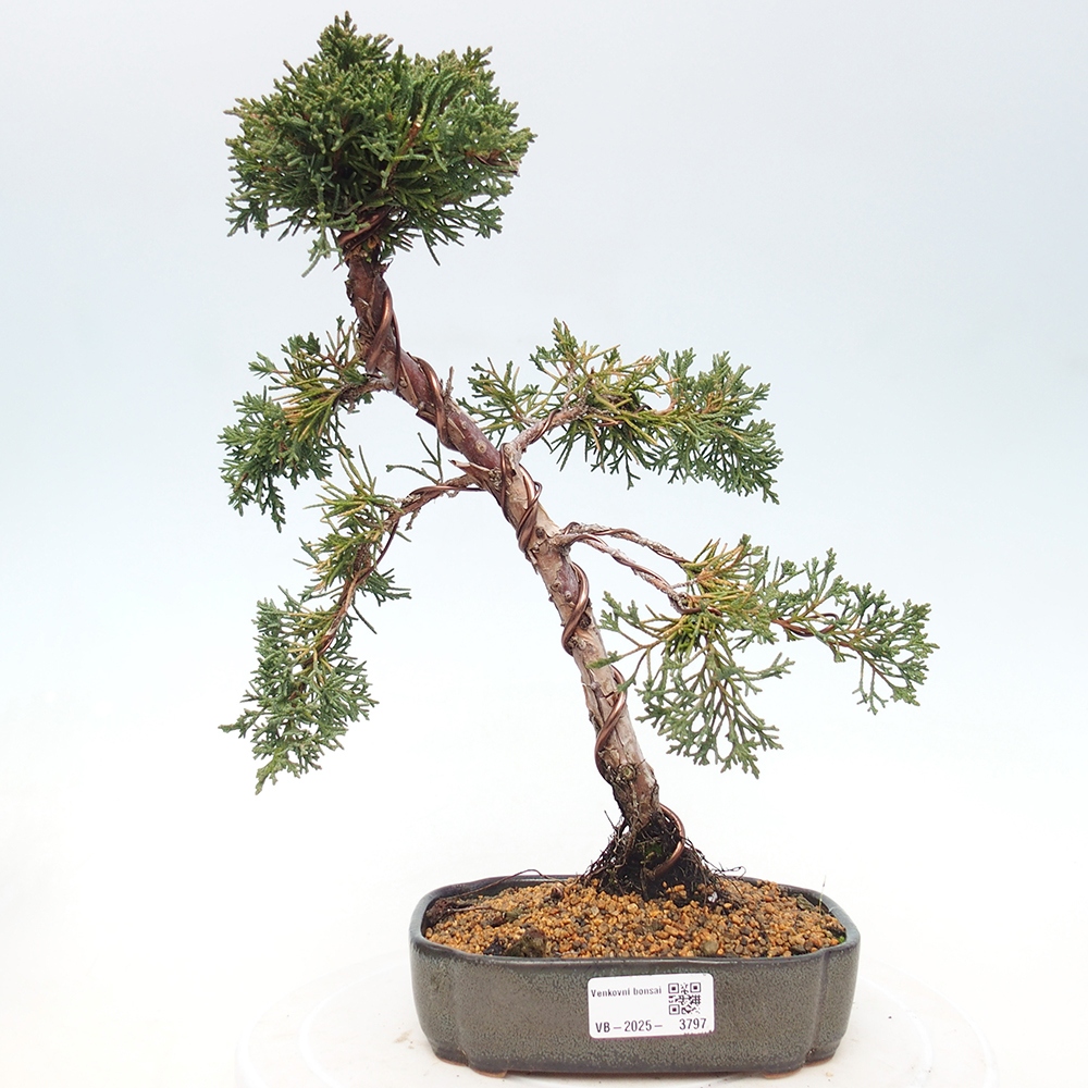 Outdoor bonsai - Juniperus chinensis Kishu