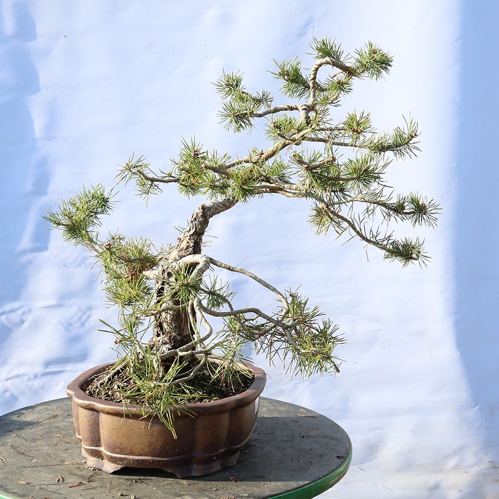 Pinus sylvestris Hiszpania – sosna zwyczajna