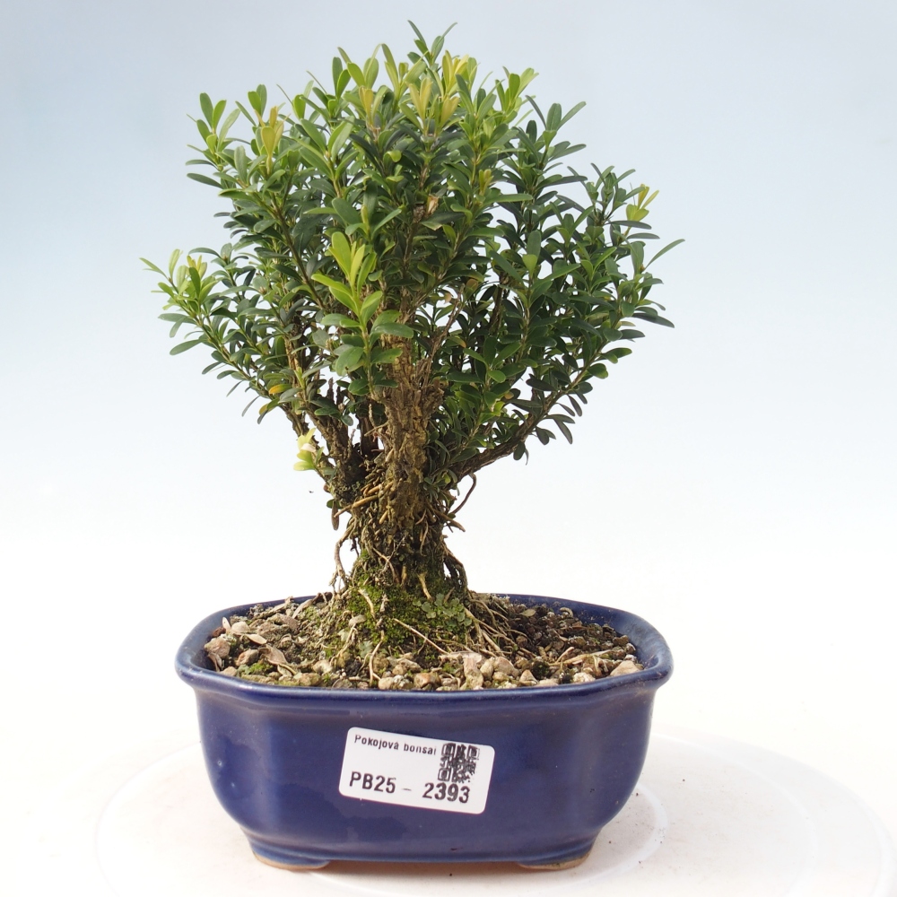 Kryty bonsai - Buxus harlandii - Bukszpan korkowy