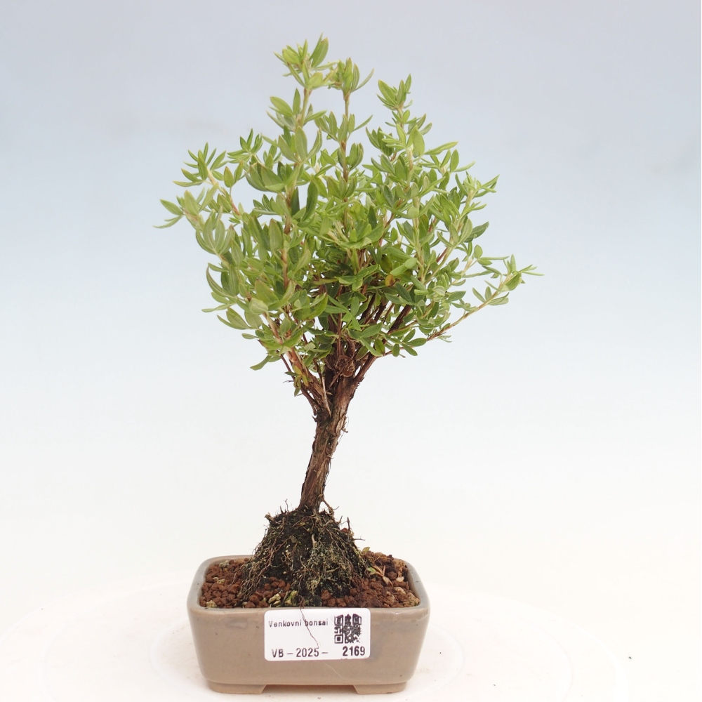 Outdoor bonsai-Pięciolistnik - Potentila fruticosa żółty Ptak