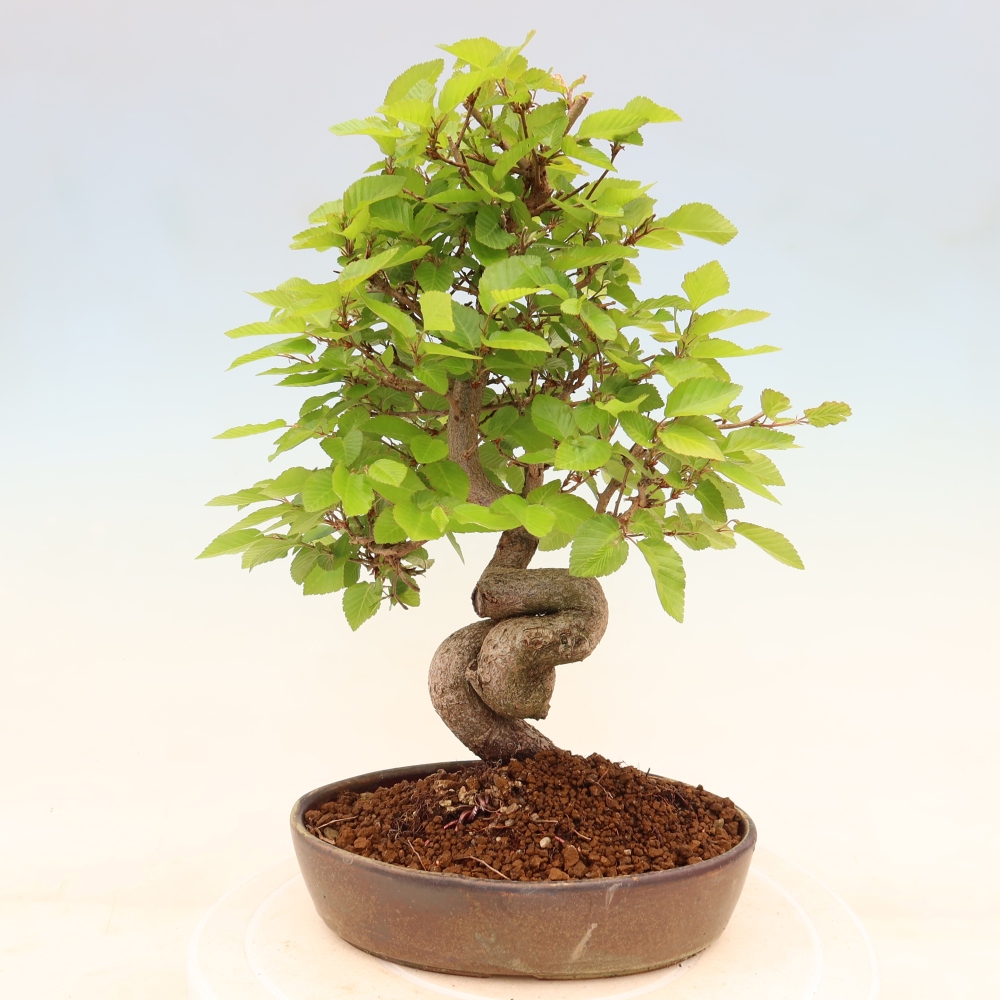 Outdoor bonsai - Carpinus coreana - grab koreański