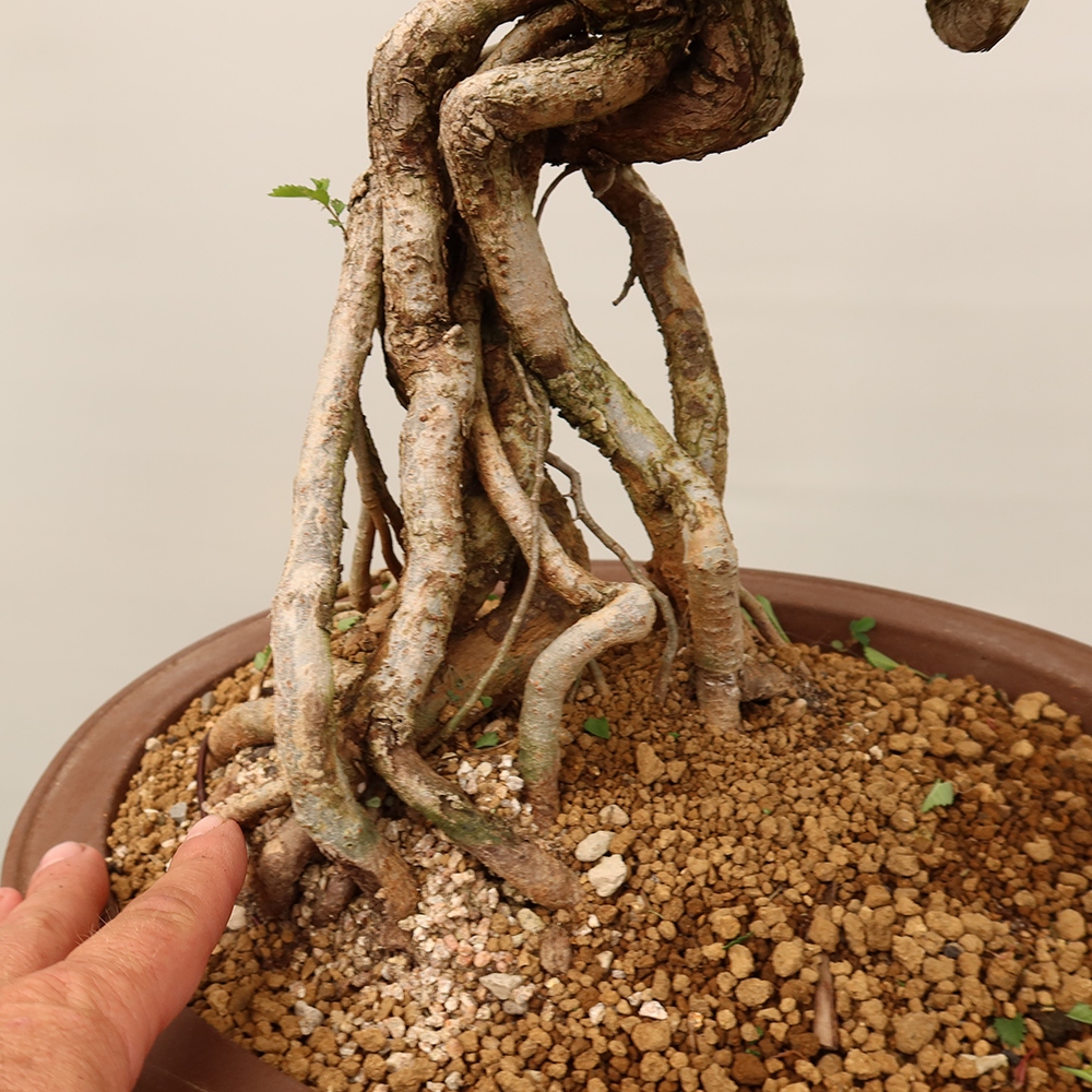 Bonsai na świeżym powietrzu - Zelkova - Zelkova NIRE