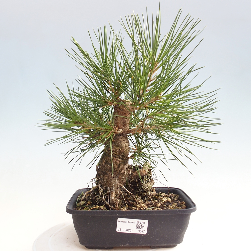 Outdoor bonsai - Pinus thunbergii - sosna Thunberga