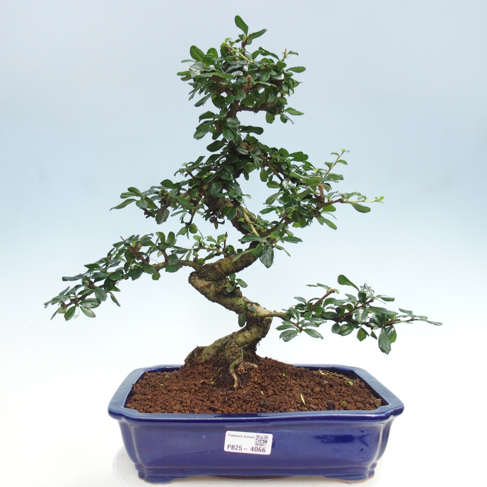 Bonsai pokojowe - Carmona macrophylla - Tea fuki