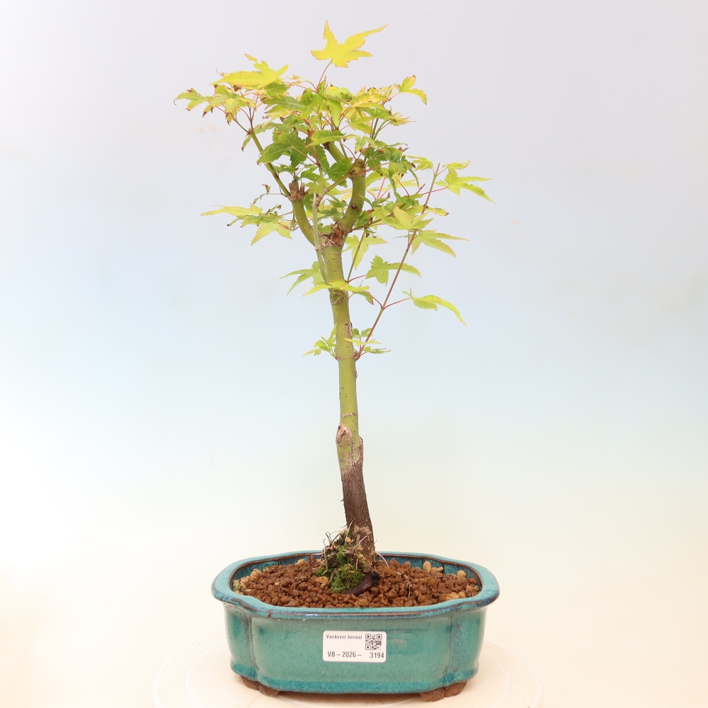 Acer palmatum Aureum - złoty klon