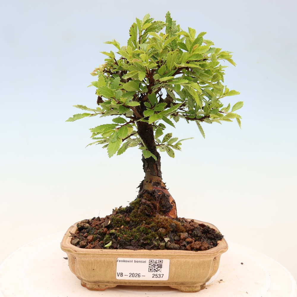 Bonsai zewnętrzne - Zelkova - Zelkova NIRE
